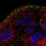 TMEM52B Polyclonal Antibody