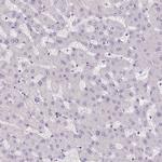 TMEM52B Antibody in Immunohistochemistry (Paraffin) (IHC (P))