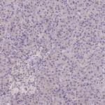 TMEM52B Antibody in Immunohistochemistry (IHC)