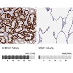 CHDH Antibody
