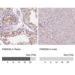 FAM53A Antibody in Immunohistochemistry (IHC)