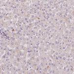 FAM53A Antibody in Immunohistochemistry (IHC)