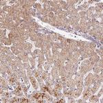 C6orf222 Polyclonal Antibody