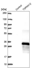 TSPAN12 Antibody in Western Blot (WB)