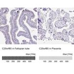 C20orf85 Antibody