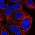 SUSD4 Polyclonal Antibody