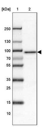 TTC7B Antibody in Western Blot (WB)
