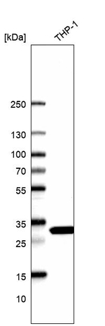 RPL7 Antibody in Western Blot (WB)