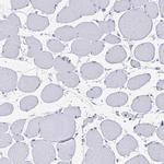SNTN Antibody in Immunohistochemistry (Paraffin) (IHC (P))