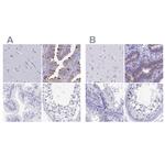 SNTN Antibody in Immunohistochemistry (IHC)
