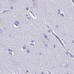 SNTN Antibody in Immunohistochemistry (IHC)