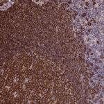 UXT Antibody in Immunohistochemistry (Paraffin) (IHC (P))