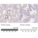 FXYD4 Antibody