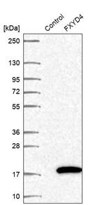FXYD4 Antibody in Western Blot (WB)