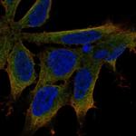 LIX1 Polyclonal Antibody