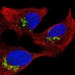 C19orf55 Polyclonal Antibody