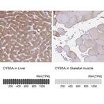 Cytochrome B5 Antibody in Immunohistochemistry (IHC)