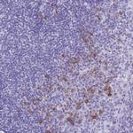 Bestrophin 4 Polyclonal Antibody
