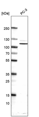 Smoothelin Antibody in Western Blot (WB)