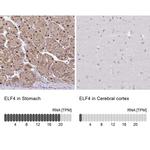 ELF4 Polyclonal Antibody