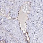 BAT5 Antibody in Immunohistochemistry (Paraffin) (IHC (P))