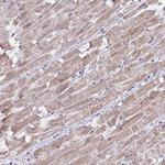 BAT5 Polyclonal Antibody