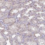 BAT5 Antibody in Immunohistochemistry (Paraffin) (IHC (P))