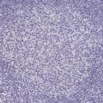 BAT5 Antibody in Immunohistochemistry (Paraffin) (IHC (P))