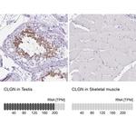 CLGN Antibody