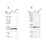 PGRMC2 Antibody in Western Blot (WB)