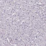 FUT10 Antibody in Immunohistochemistry (Paraffin) (IHC (P))