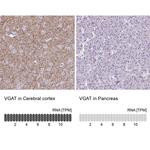 VGAT Antibody