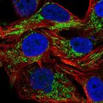 SAMD13 Antibody in Immunocytochemistry (ICC/IF)