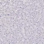 SAMD13 Antibody in Immunohistochemistry (Paraffin) (IHC (P))