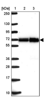 ATAD3B Antibody in Western Blot (WB)