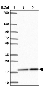 PPIH Antibody in Western Blot (WB)