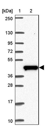 C19orf54 Antibody in Western Blot (WB)