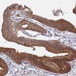 FAM89A Antibody in Immunohistochemistry (IHC)