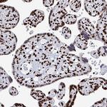 NOLA1 Antibody in Immunohistochemistry (IHC)