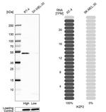 HELIOS Antibody
