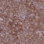 OXNAD1 Polyclonal Antibody