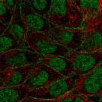 FOXN3 Antibody in Immunocytochemistry (ICC/IF)