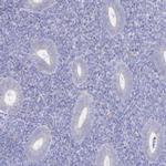 SYNGR4 Antibody in Immunohistochemistry (IHC)