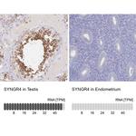 SYNGR4 Antibody