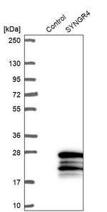 SYNGR4 Antibody in Western Blot (WB)