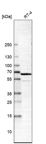 MAOA Antibody in Western Blot (WB)