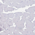 CLCA1 Polyclonal Antibody