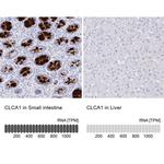 CLCA1 Antibody in Immunohistochemistry (IHC)
