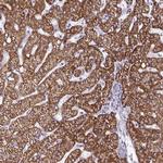 DUXA Antibody in Immunohistochemistry (Paraffin) (IHC (P))