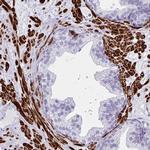 GRXCR2 Polyclonal Antibody